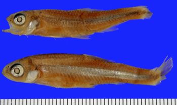 Media type: image; Ichthyology 1682